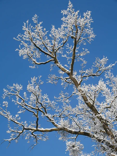 Alberi Innevati Inverno — Foto Stock