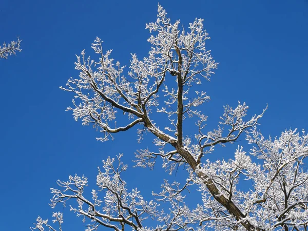 Kışın karlı ağaçlar