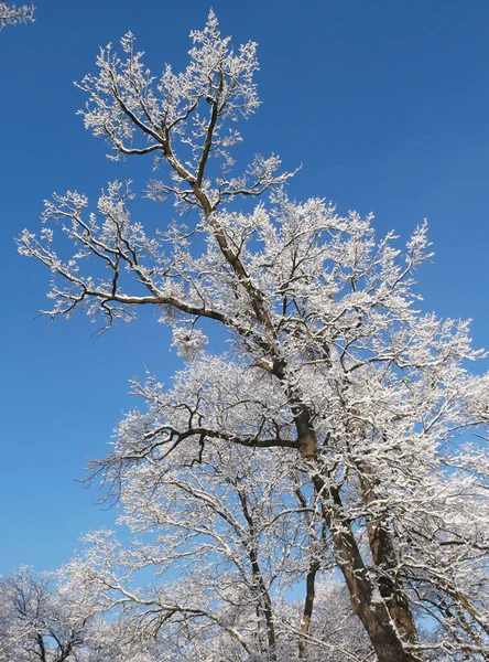 Сніжні Дерева Зимовий Час — стокове фото