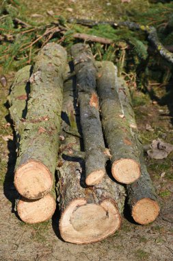 Ormanda kesilmiş ağaç gövdeleri.