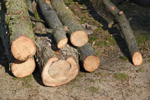 Baumstämme Wald Abgesägt — Stockfoto