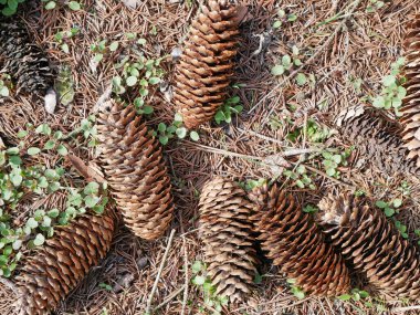Kışın düşen kozalaklar