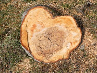 Bahar zamanı ağaç gövdesini kes