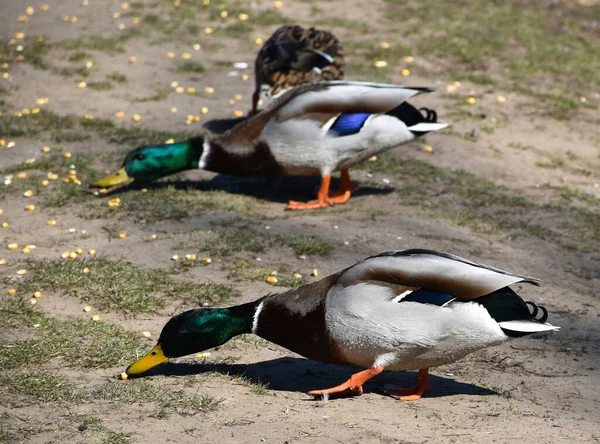 Wildenten Fressen Mais Neben Einem Teich — Stockfoto