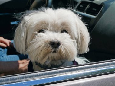 Arabadaki küçük köpek dışarı bakar.