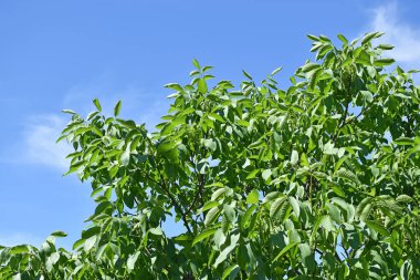 Yaz zamanı ağaçta ceviz