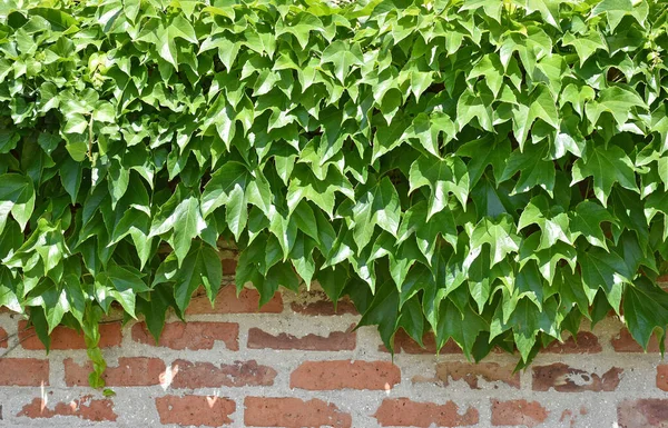 Plantas Trepadoras Cubren Pared Ladrillo — Foto de Stock