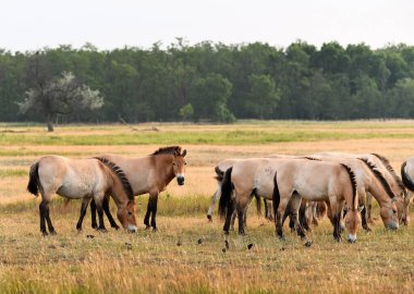 Hortobagy Macaristan 'da Przewalsky atı