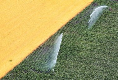 Buğday ve mısır tarlasında sulama, hava fotoğrafı.