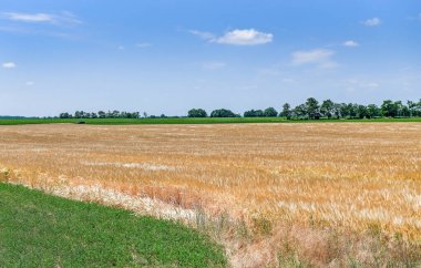 buğday alanında yaz saati