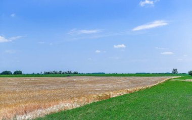 buğday alanında yaz saati