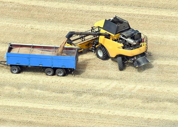 Harvesting Wheat Field Summer Time — Fotografia de Stock