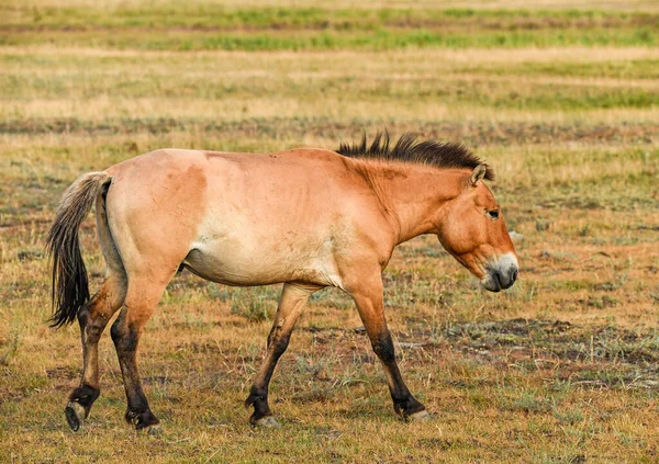 Przewalsky Horse Hortobagy Hungary — Fotografia de Stock