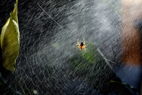 Spider Net Close Photo — Photo