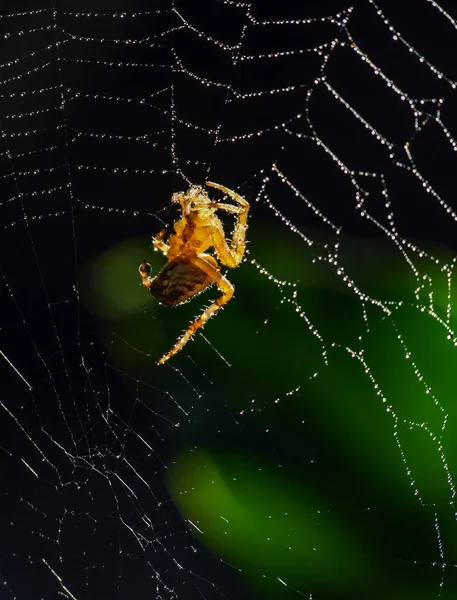 Spider Net Close Photo — 图库照片