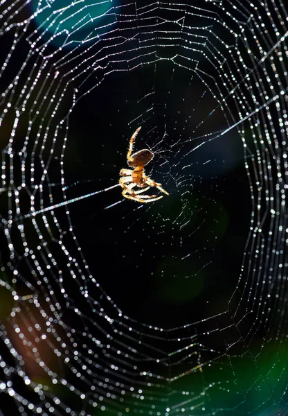 Spider Net Close Photo — Stockfoto