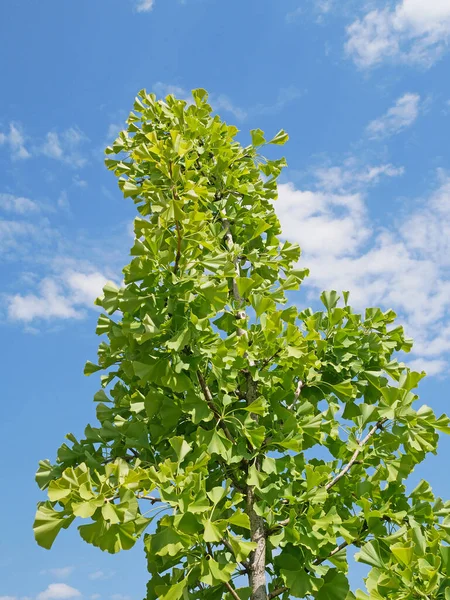 Leaves Ginkgo Tree Blue Sky — Fotografia de Stock