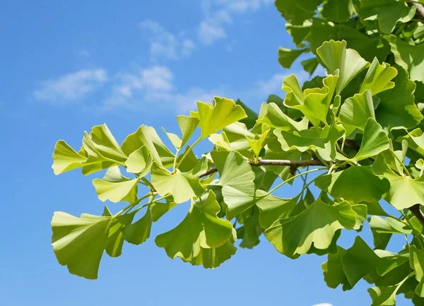 Leaves Ginkgo Tree Blue Sky — Fotografia de Stock