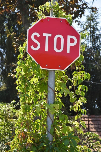 Stop Traffic Sign Covered Wiht Climbing Plants — Stockfoto