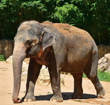 Elephant walks in the wild