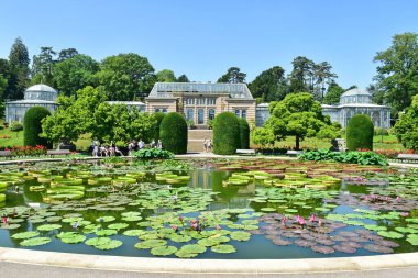 Water lilies on the lake in Stuttgart, Germany