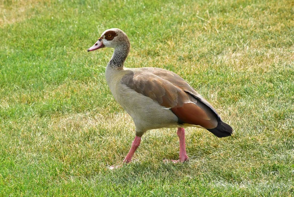 Wild duck walks on the grass