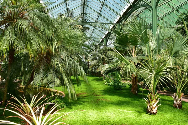 Palm Trees Greenhouse Stuttgart Germany — 스톡 사진