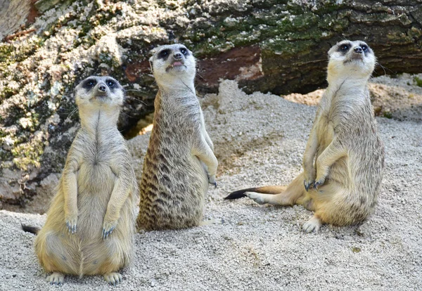 Meerkats Sitting Waiting Food —  Fotos de Stock