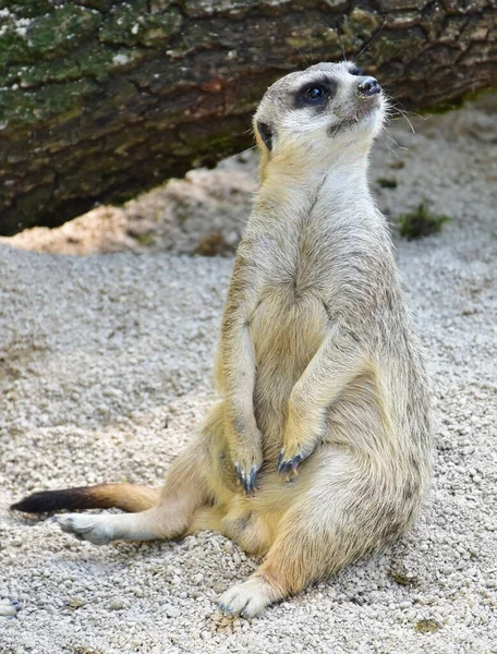 Meerkat Sitting Waiting Food — Stock Photo, Image