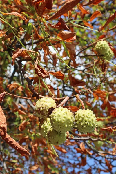 Chestnut Tree Autumn Time — 스톡 사진