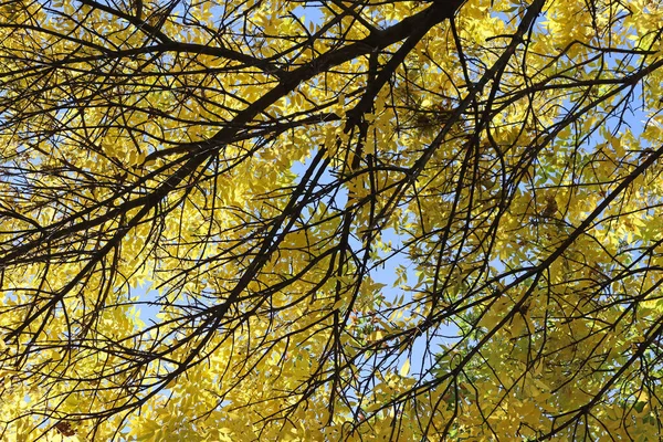 가을철에 노란색 — 스톡 사진