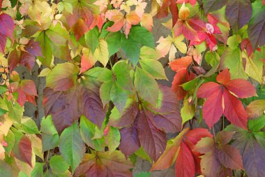 Sonbaharda bir ağacın kırmızı sarı ve yeşil yaprakları