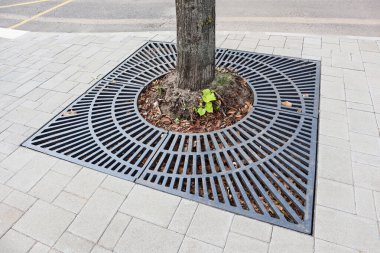 Sokakta bir ağaç gövdesinde