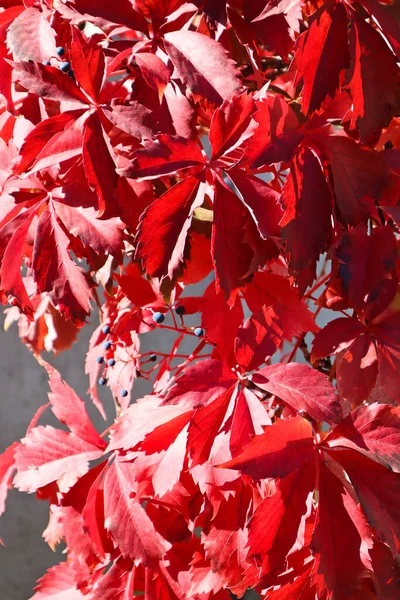 Red Leaves Tree Autumn Time — Stock Photo, Image