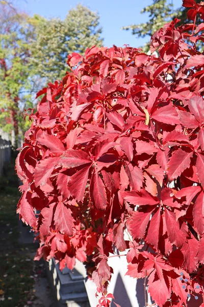 Folhas Vermelhas Uma Árvore Tempo Outono — Fotografia de Stock