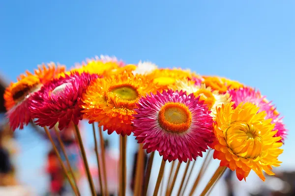 Strawflower på phuhin rongkla — Stockfoto