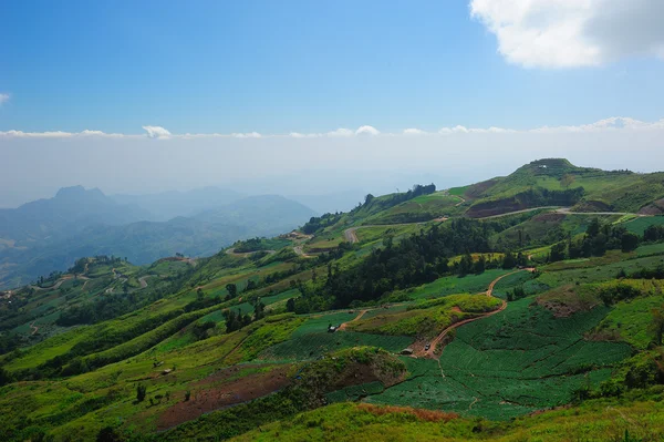 Campo de repollo — Foto de Stock