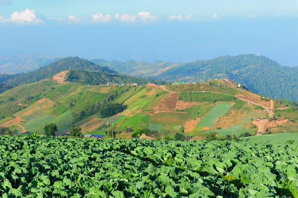 Campo de repollo — Foto de Stock