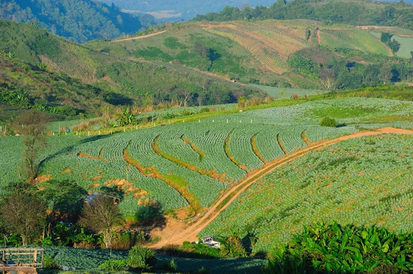 Campo de repollo — Foto de Stock