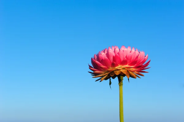 Strawflower at Phuhin rongkla — Stock Photo, Image