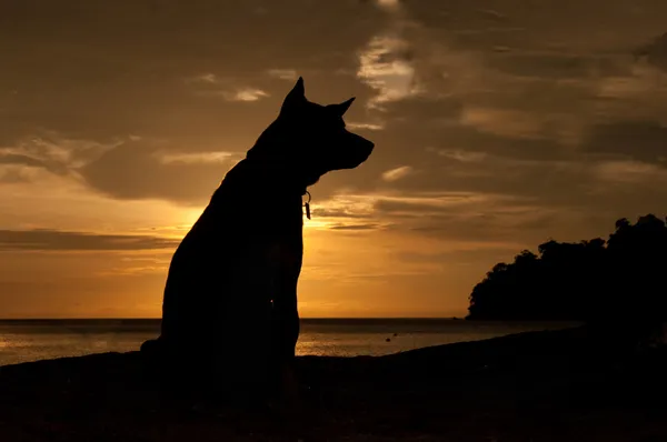 Perro con puesta de sol Imagen de archivo