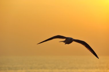 gün batımı sırasında Martılar uçuşuyor