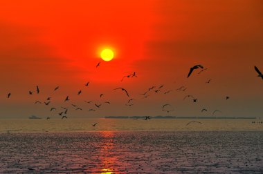 flok seagull günbatımı sırasında uçuyor