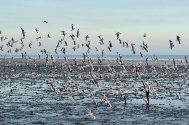 flok seagull uçuyor