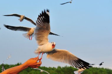 갈매기는 음식을 먹고 있다