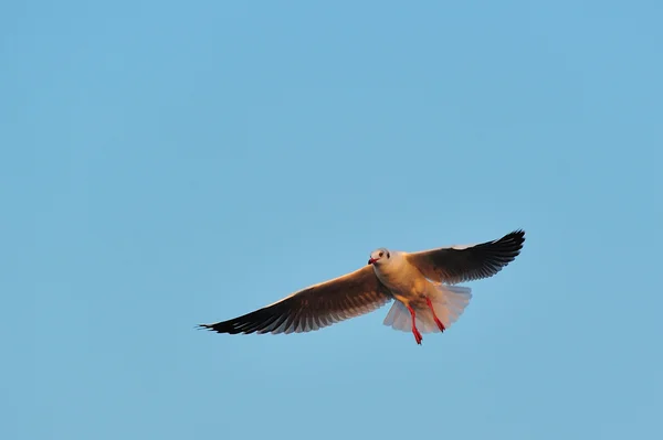 Gün batımı sırasında uçan bir martı — Stok fotoğraf