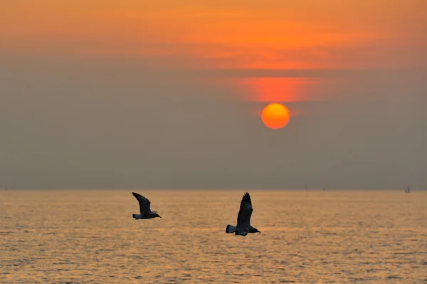 Möwen fliegen bei Sonnenuntergang — Stockfoto