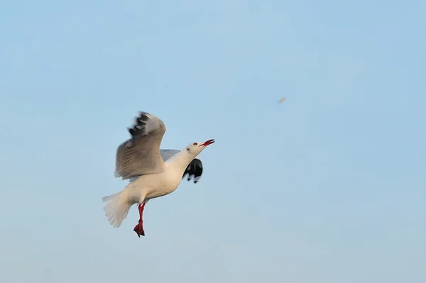 Gaviota está volando para comer comida durante el atardecer —  Fotos de Stock