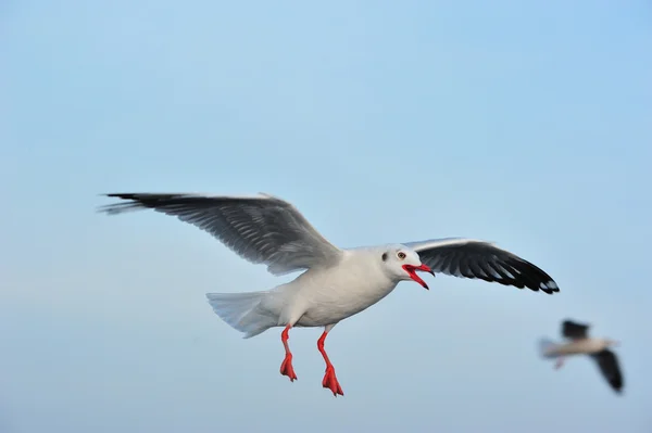 Seagull is flying during sunset — Stock Photo, Image