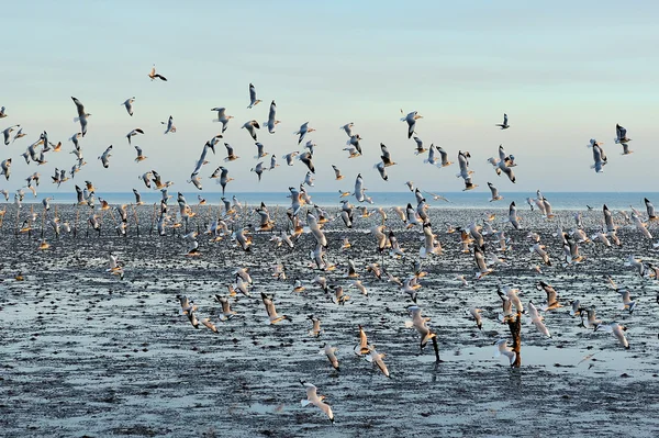 Flock of seagull are flying — Stock Photo, Image